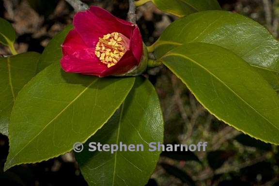 camellia japonica 4 graphic